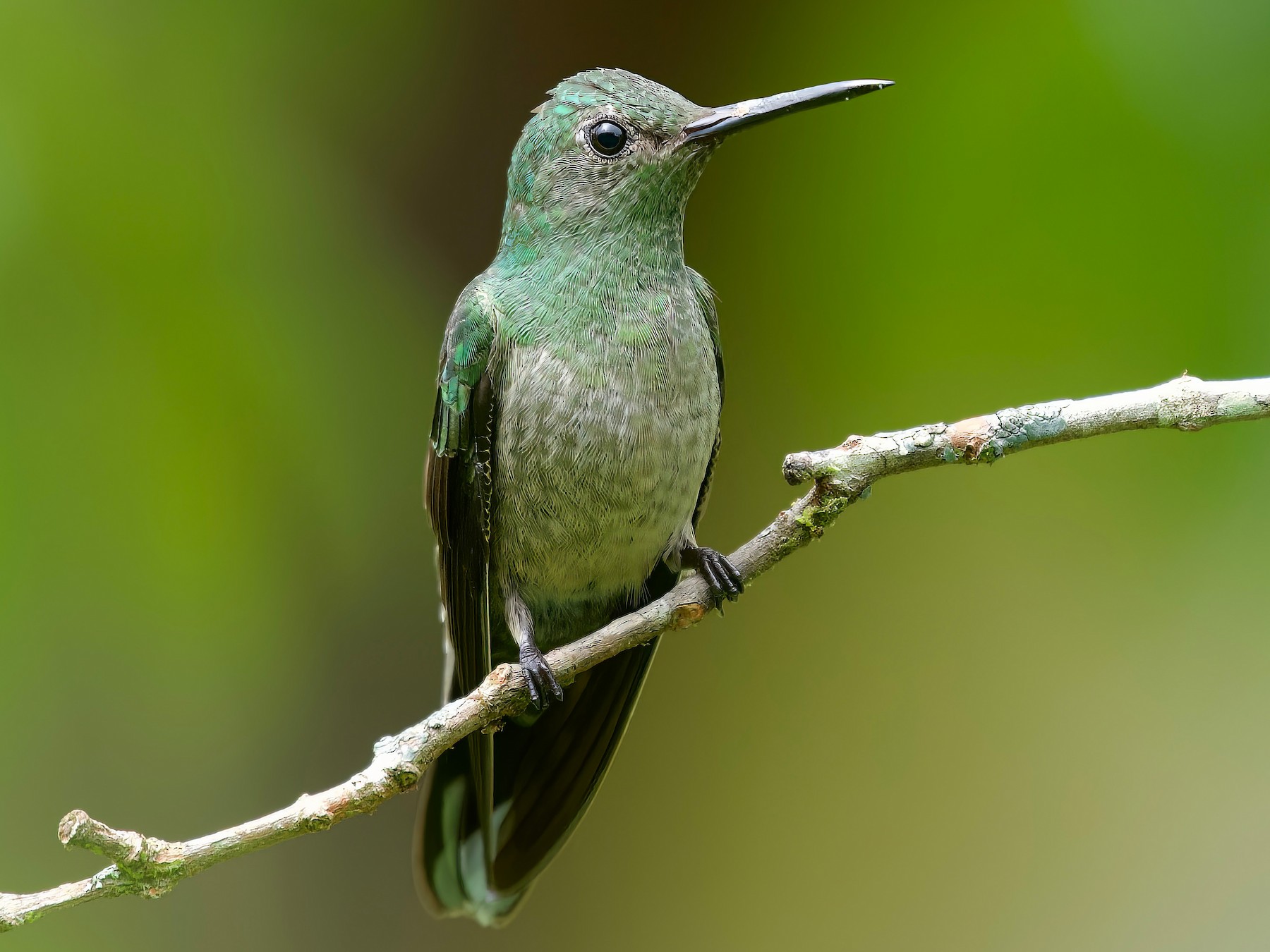 Scaly-breasted Hummingbird - eBird