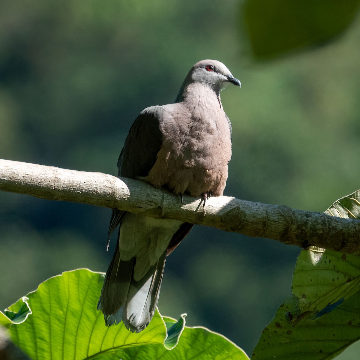 Ring-tailed Pigeon - ML614482772