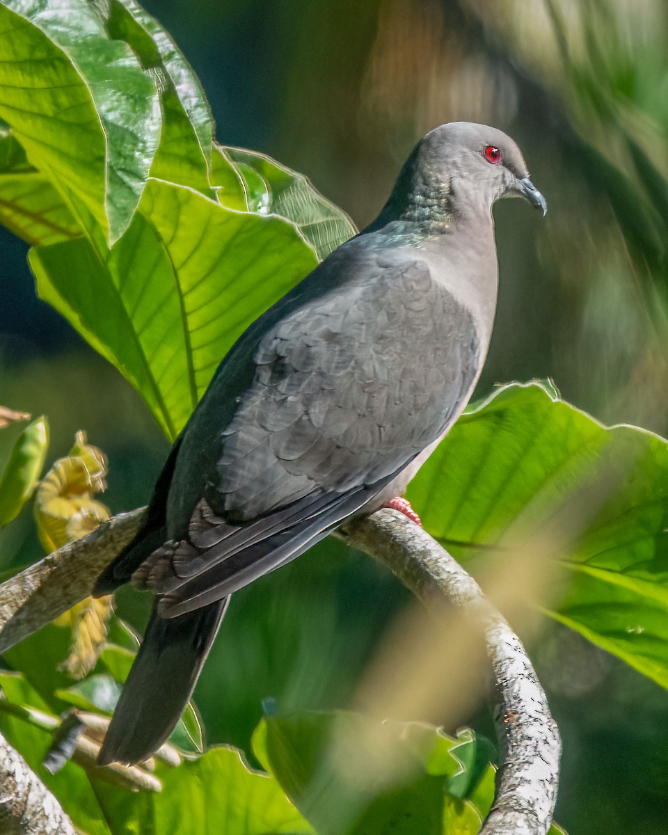 Ring-tailed Pigeon - ML614482773