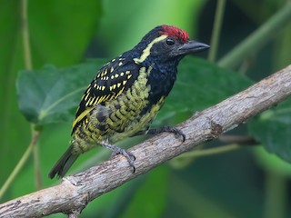  - Yellow-spotted Barbet