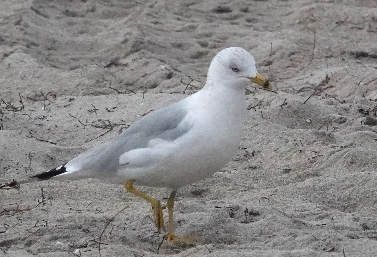 EBird Checklist 6 Feb 2024 Spanish River Park 12 Species   1200