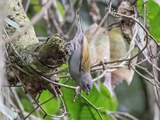 Least Honeyguide - Indicator exilis - Birds of the World