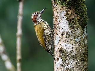  - Brown-eared Woodpecker
