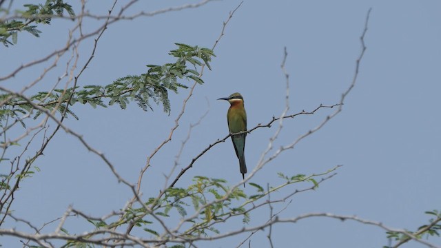 Blue-tailed Bee-eater - ML614483307