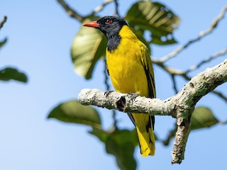  - Black-winged Oriole