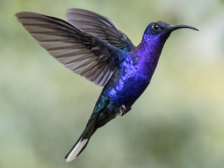 Photos De Colibri Violet Colibrí Ala De Sable Violáceo Violet