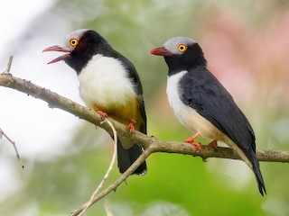  - Red-billed Helmetshrike (Red-billed)