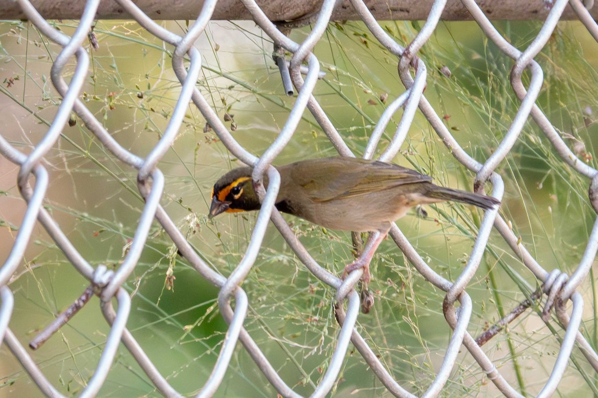 Yellow-faced Grassquit - Patty Morris