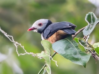  - Rufous-bellied Helmetshrike