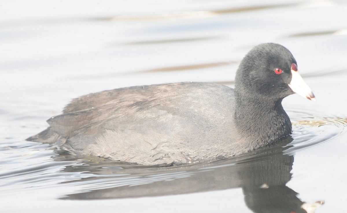 American Coot (Red-shielded) - Benny Gadsden