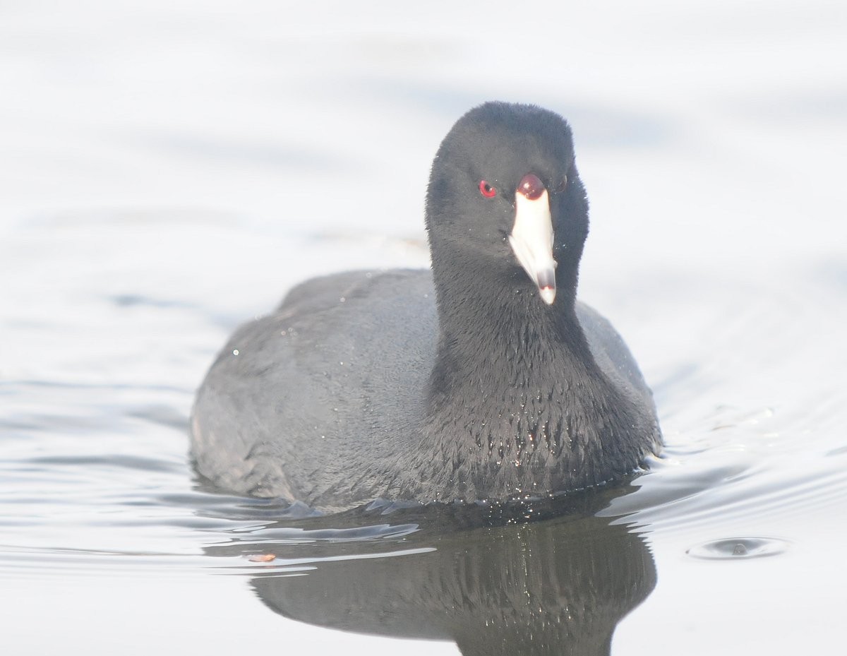 American Coot (Red-shielded) - ML614483491