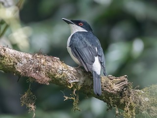  - African Shrike-flycatcher