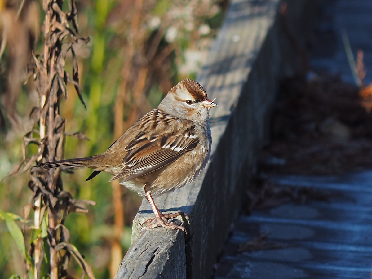 White-crowned Sparrow - ML614483585