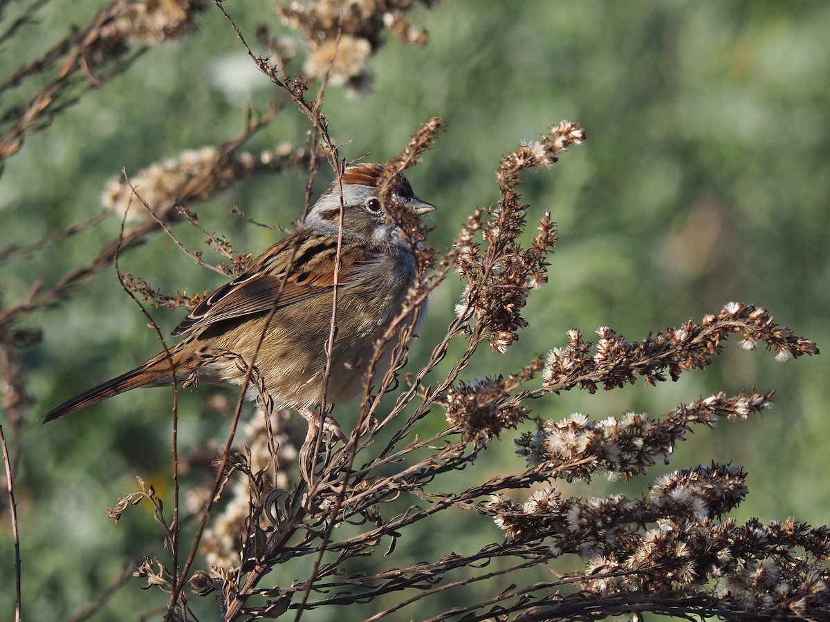 Swamp Sparrow - ML614483586