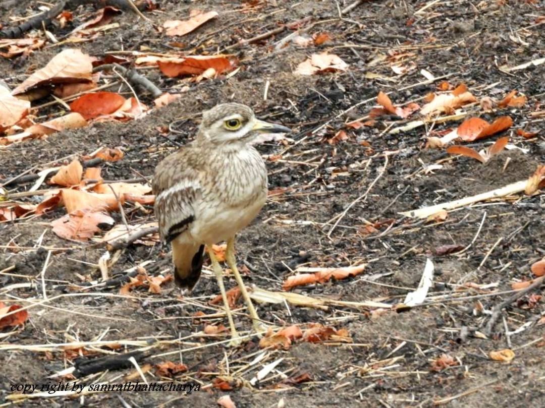Indian Thick-knee - ML61448361