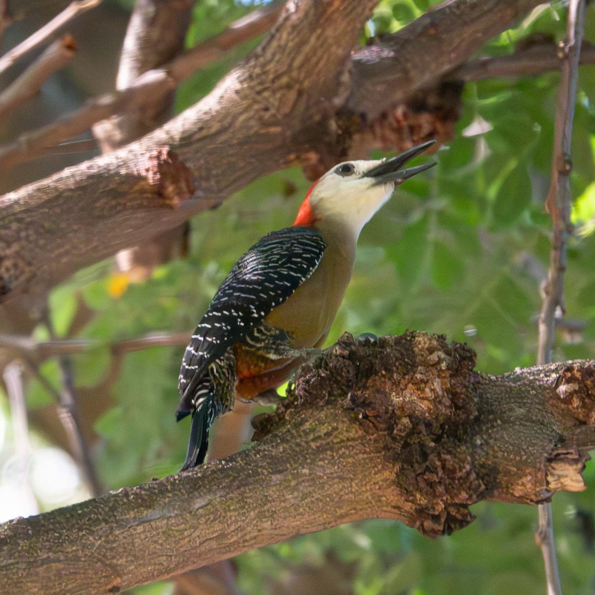 Jamaican Woodpecker - ML614483624