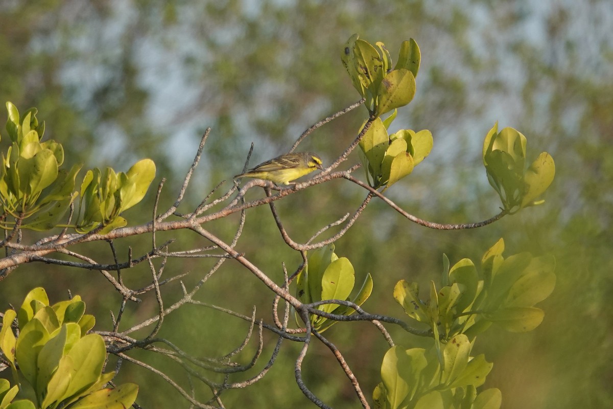 Yellow-fronted Canary - ML614483848