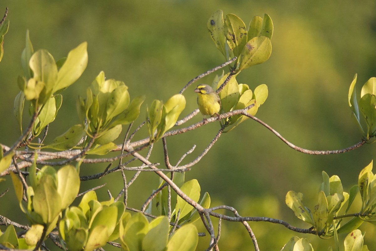 Yellow-fronted Canary - ML614483849