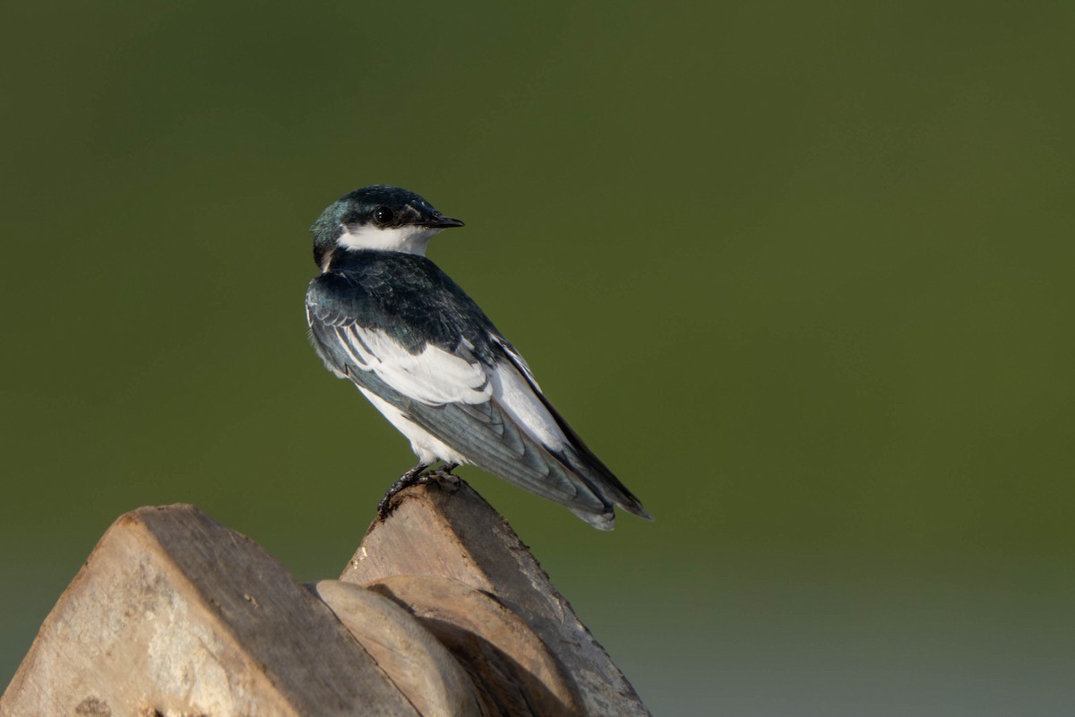 White-winged Swallow - ML614483850