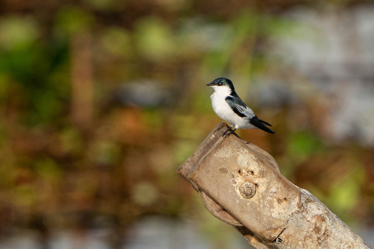 White-winged Swallow - ML614483854