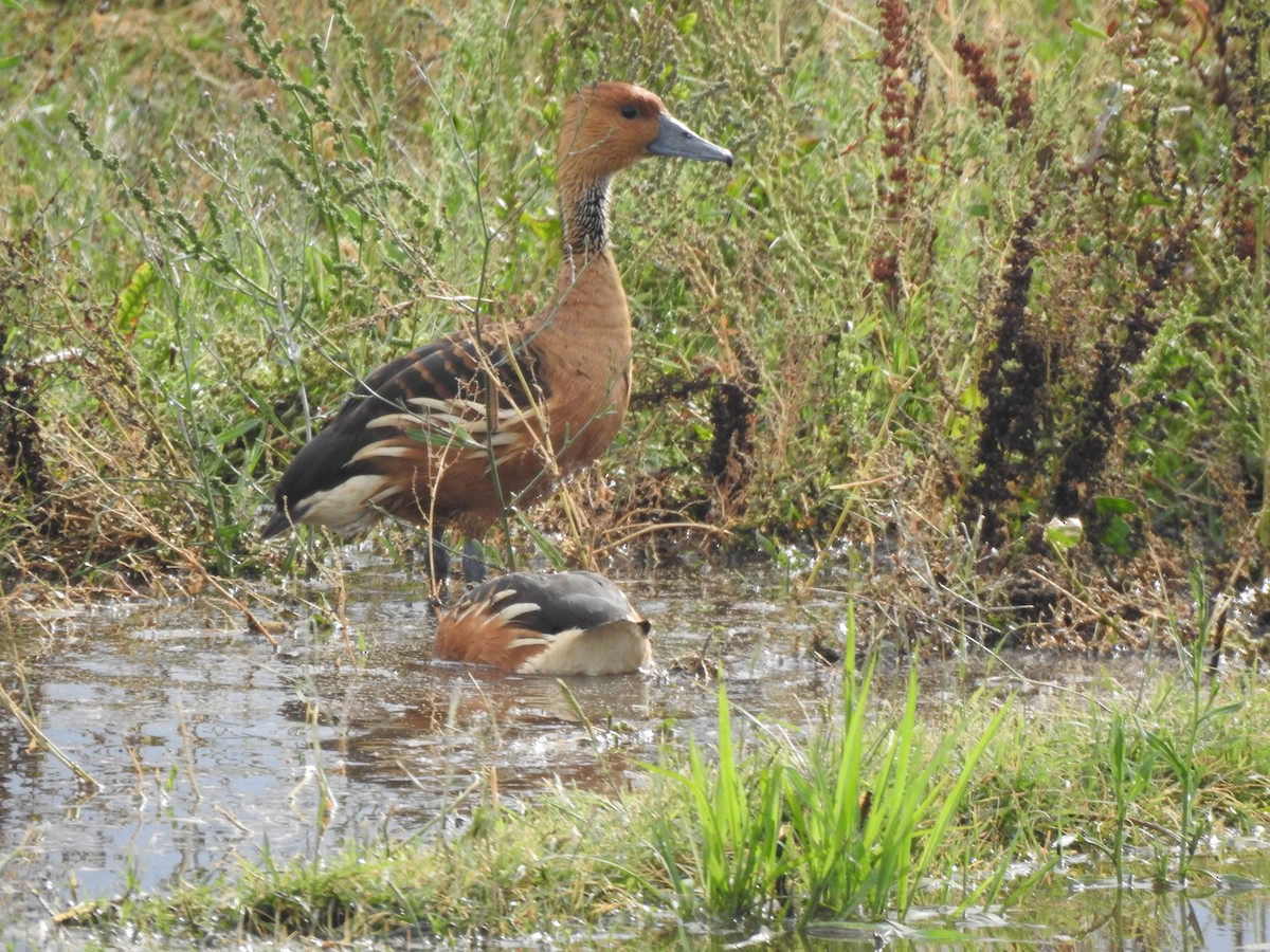 Fulvous Whistling-Duck - ML614484144