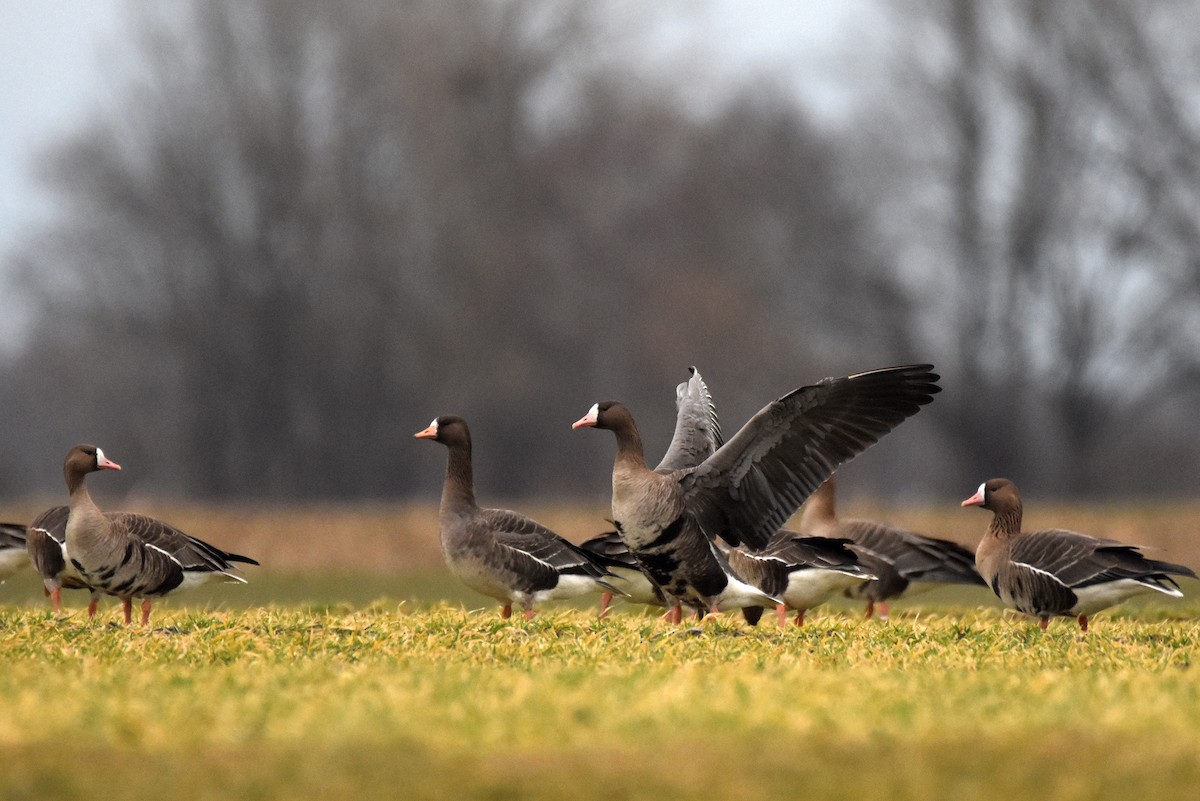 Greater White-fronted Goose - ML614484153