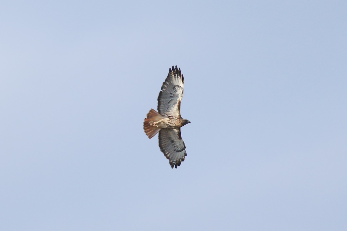Red-tailed Hawk - ML614484199