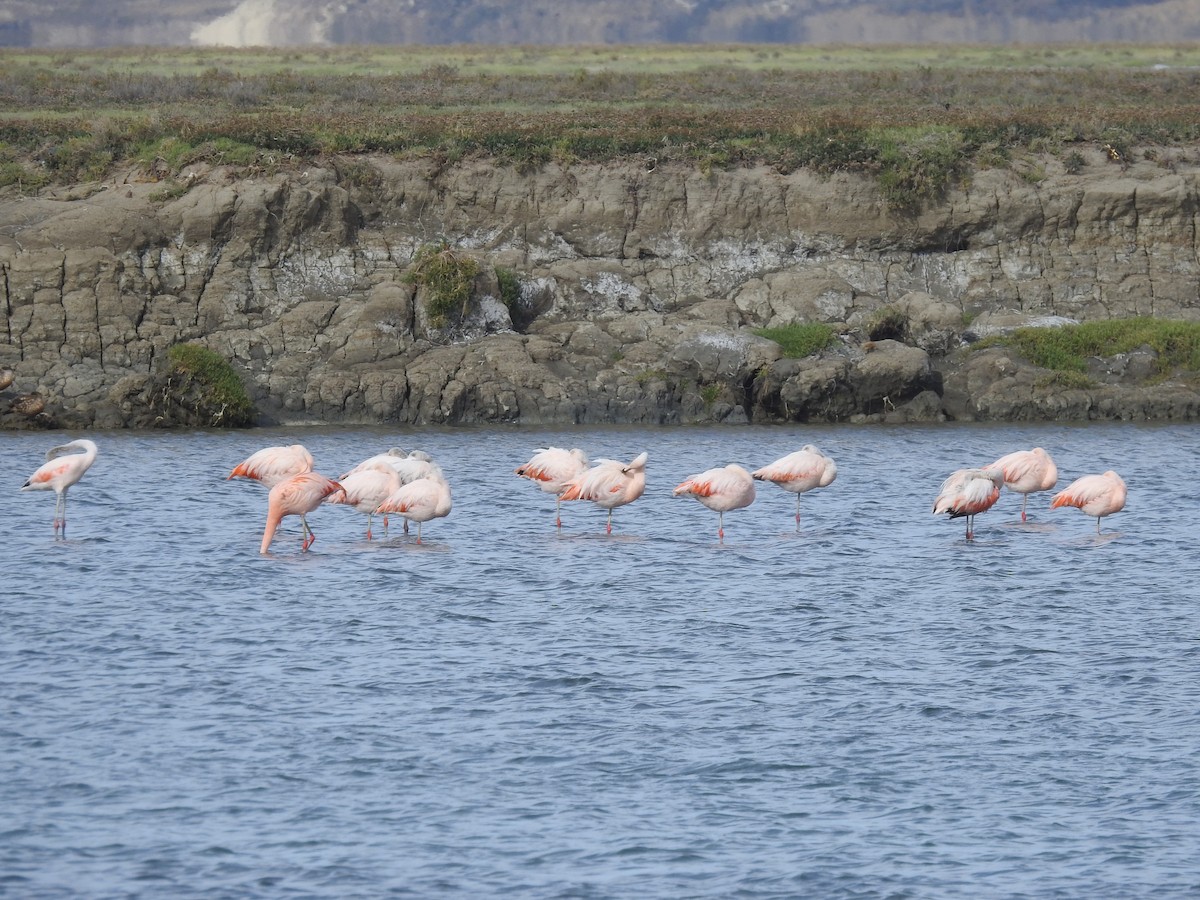 Chilean Flamingo - ML614484211