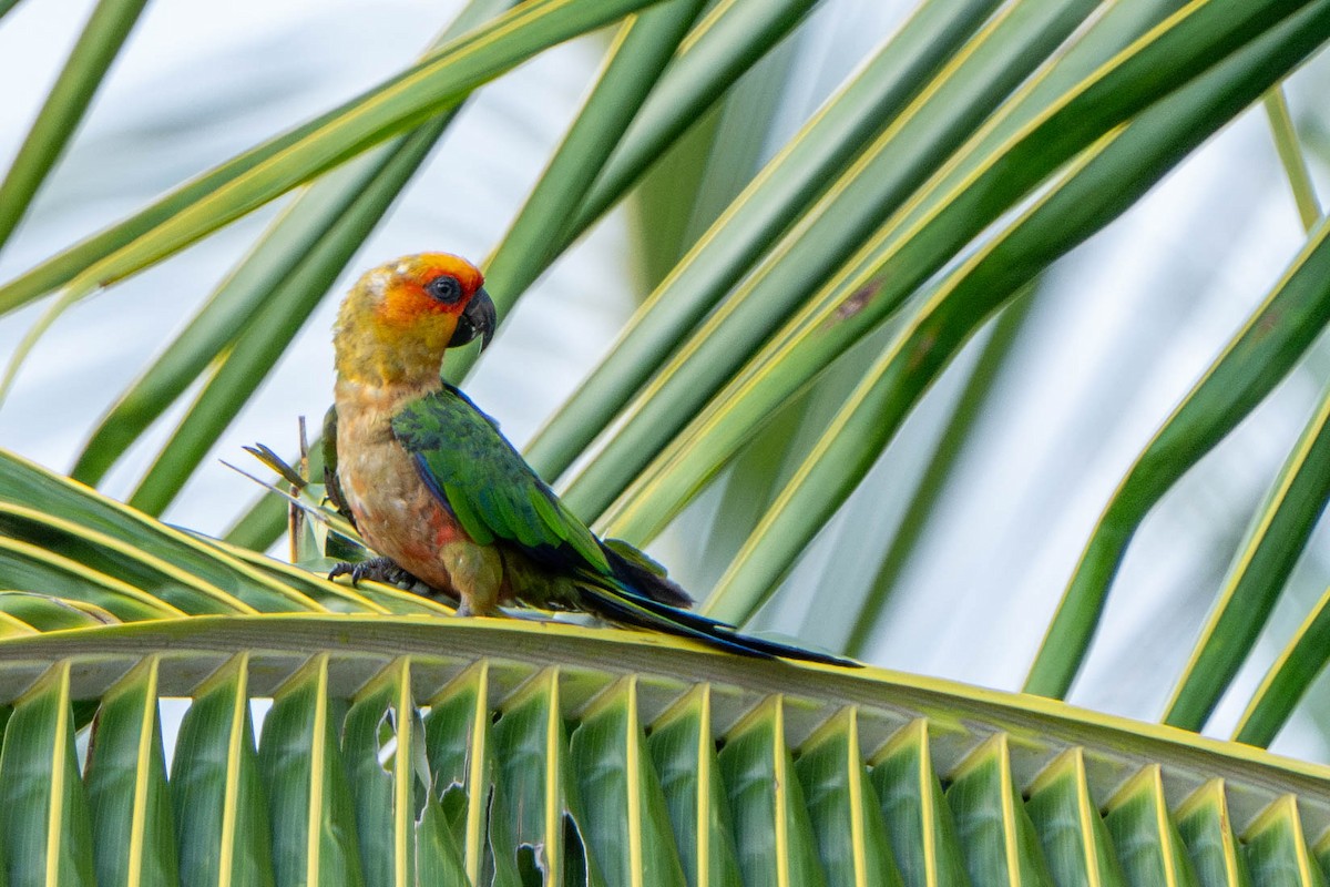 Golden-capped Parakeet - Hanna Zhao