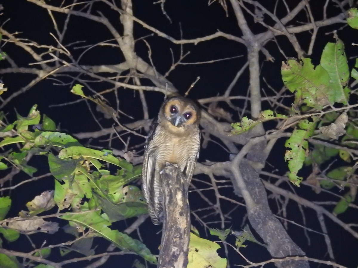 Brown Wood-Owl - ML614484410