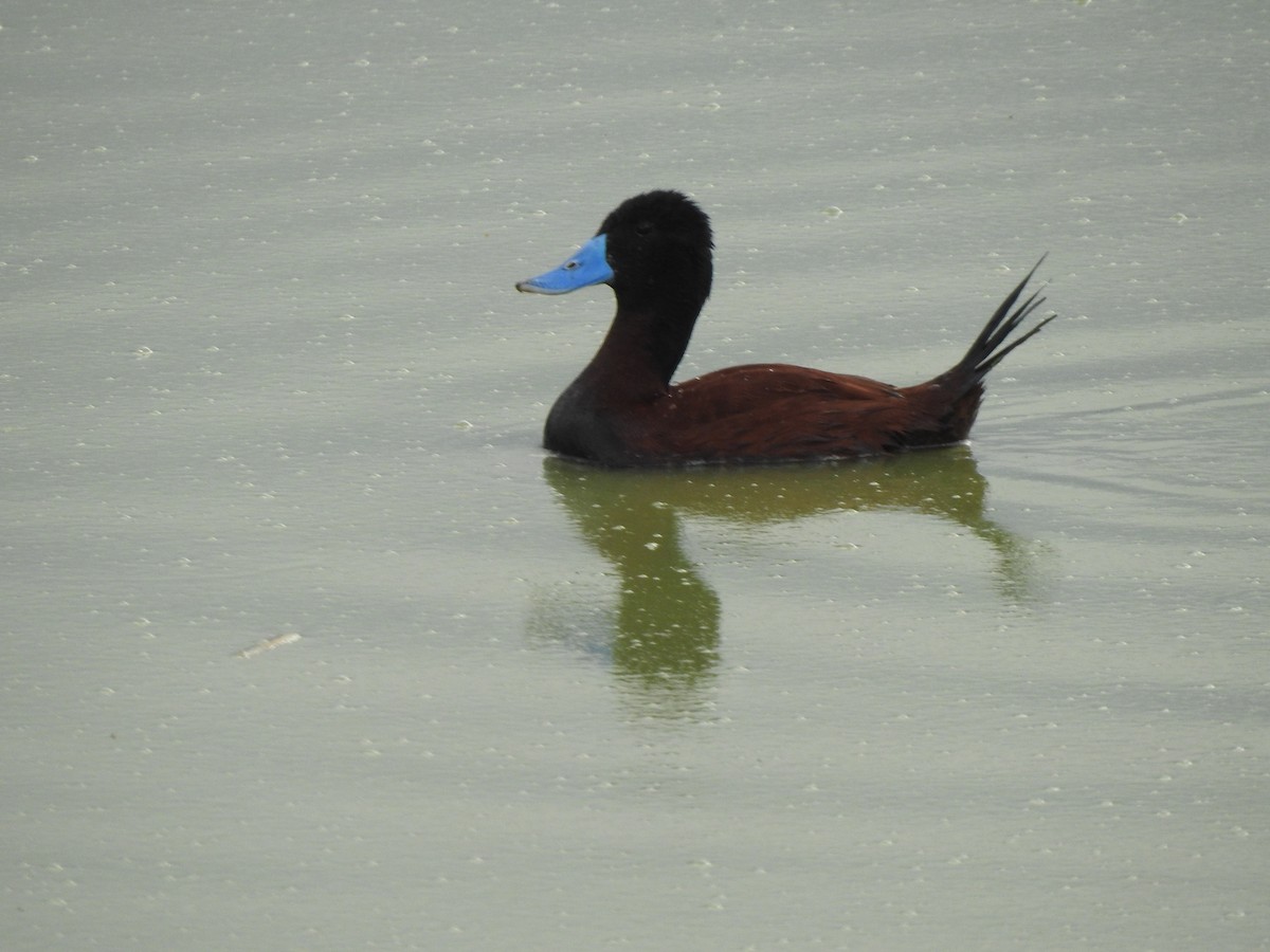 Andean Duck - ML614484465