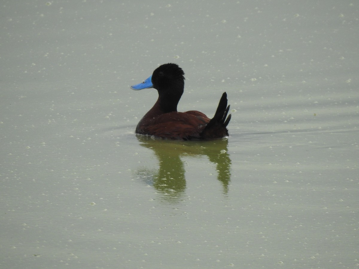 Andean Duck - ML614484466