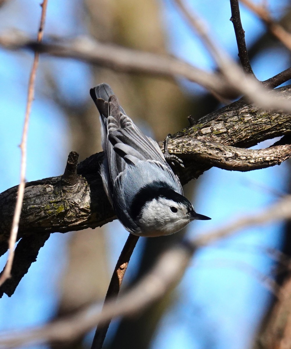 White-breasted Nuthatch - ML614484470