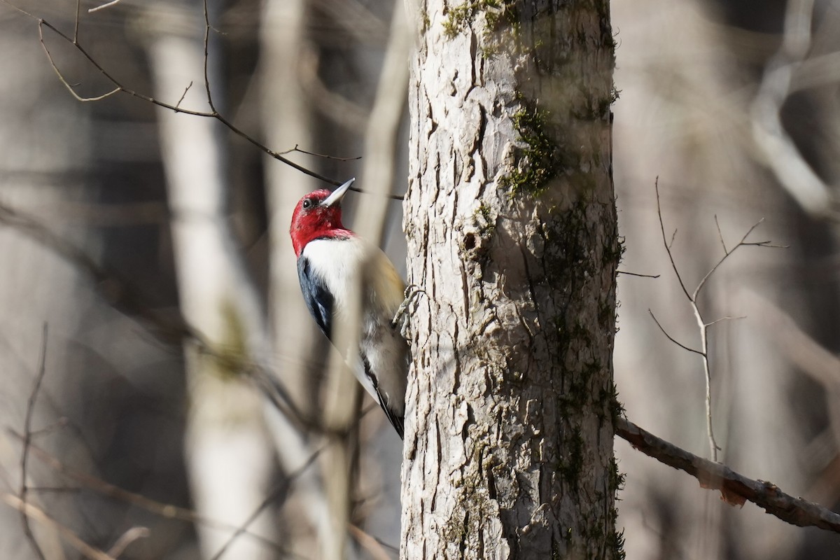 Red-headed Woodpecker - ML614485028