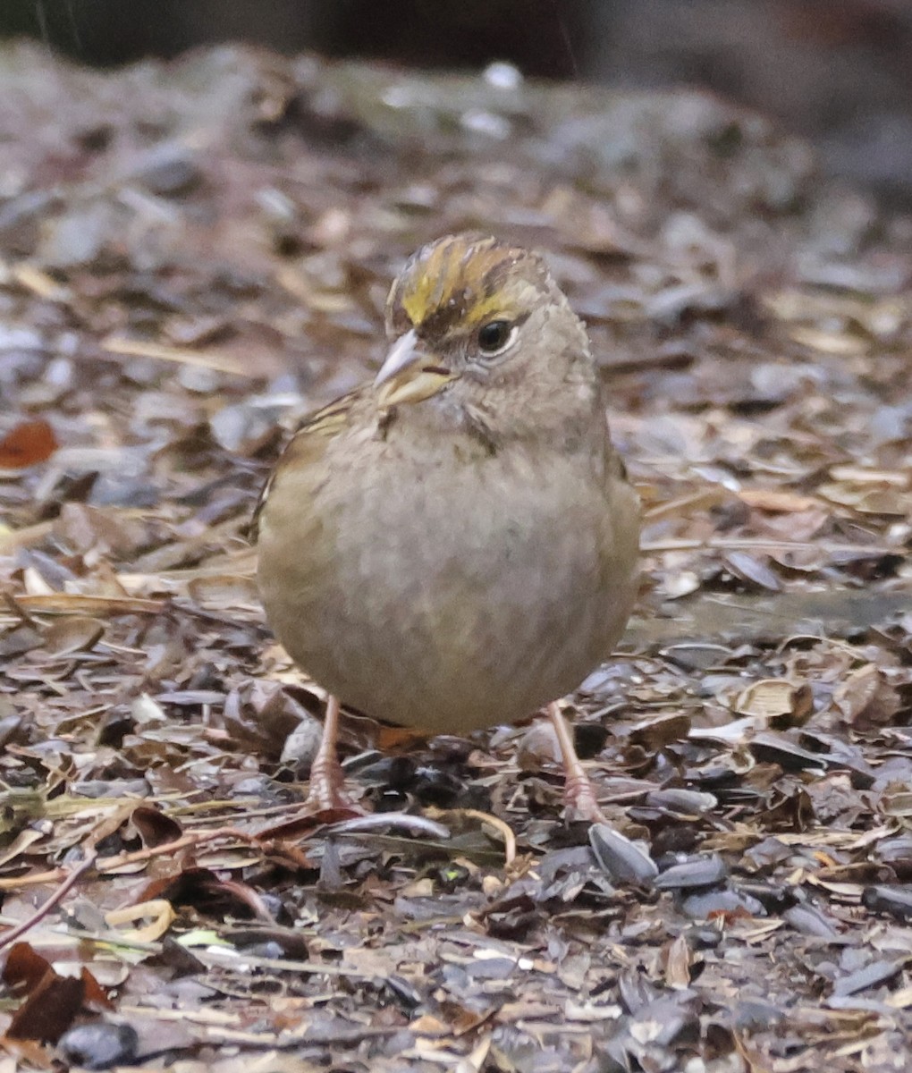 Golden-crowned Sparrow - Gretchen Framel