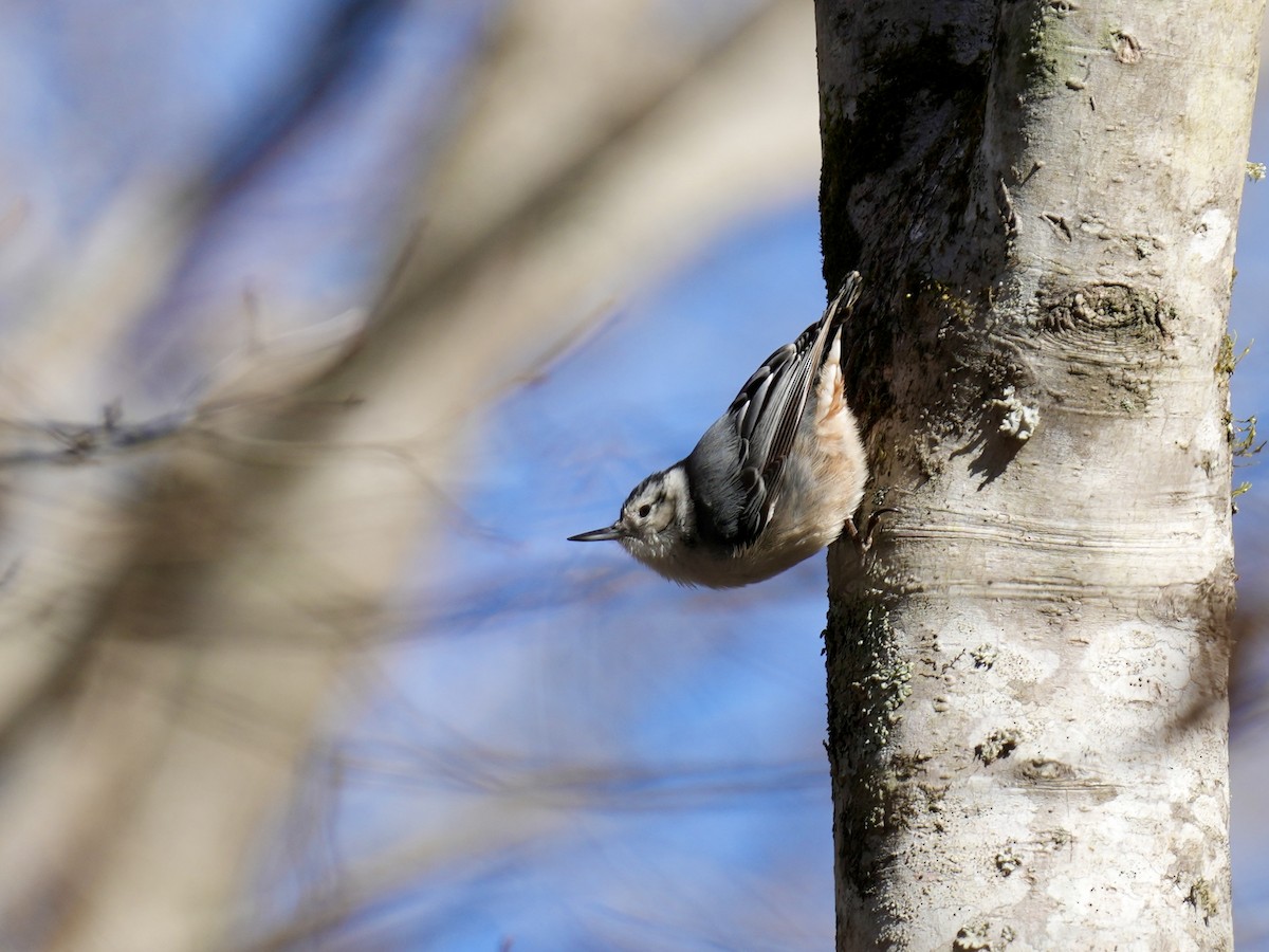 White-breasted Nuthatch - ML614485135