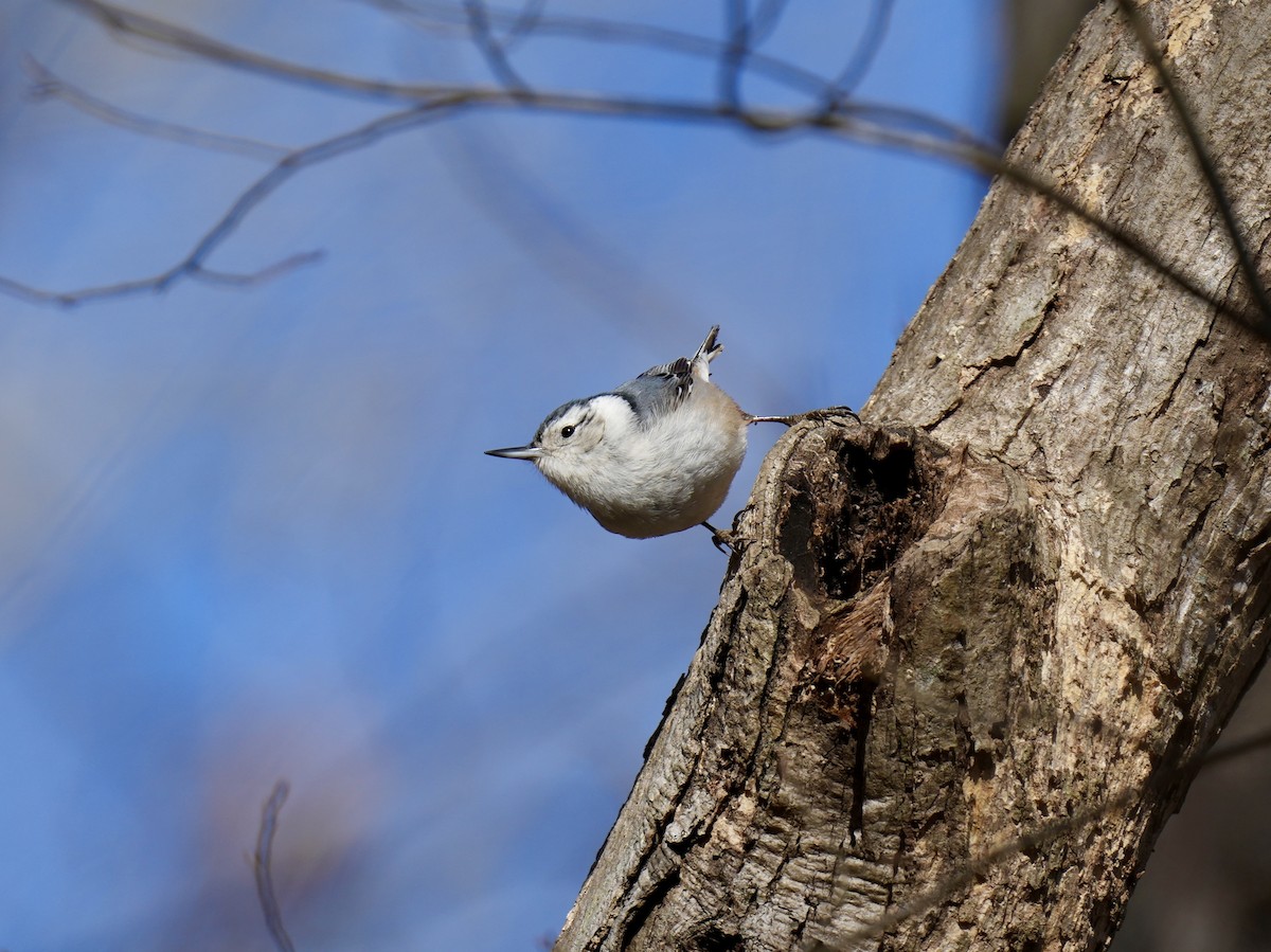 White-breasted Nuthatch - ML614485136