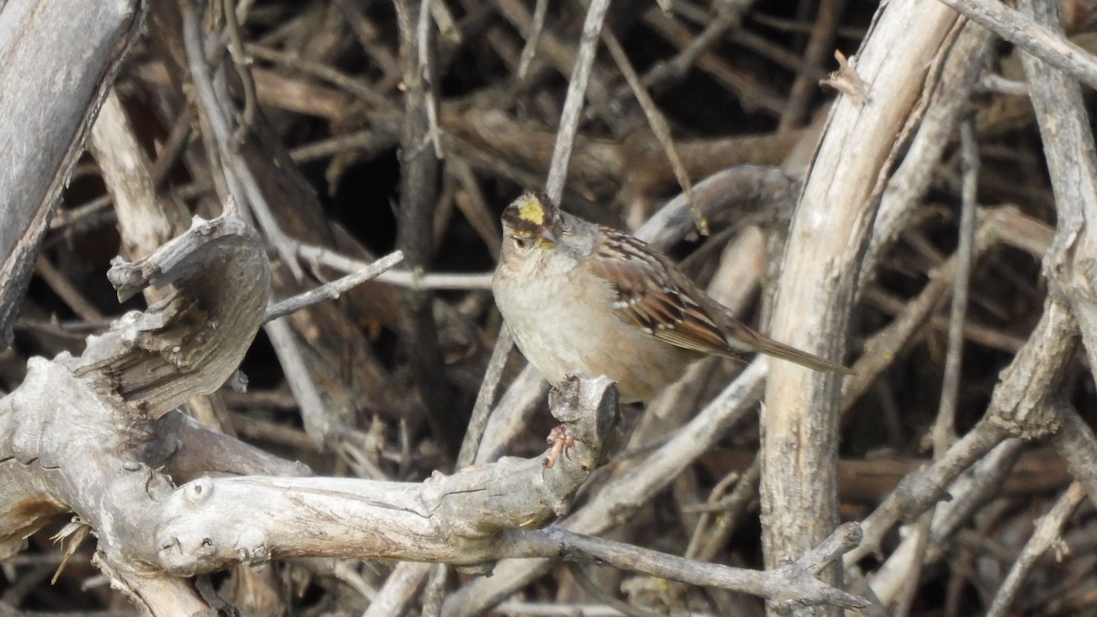 Golden-crowned Sparrow - ML614485413