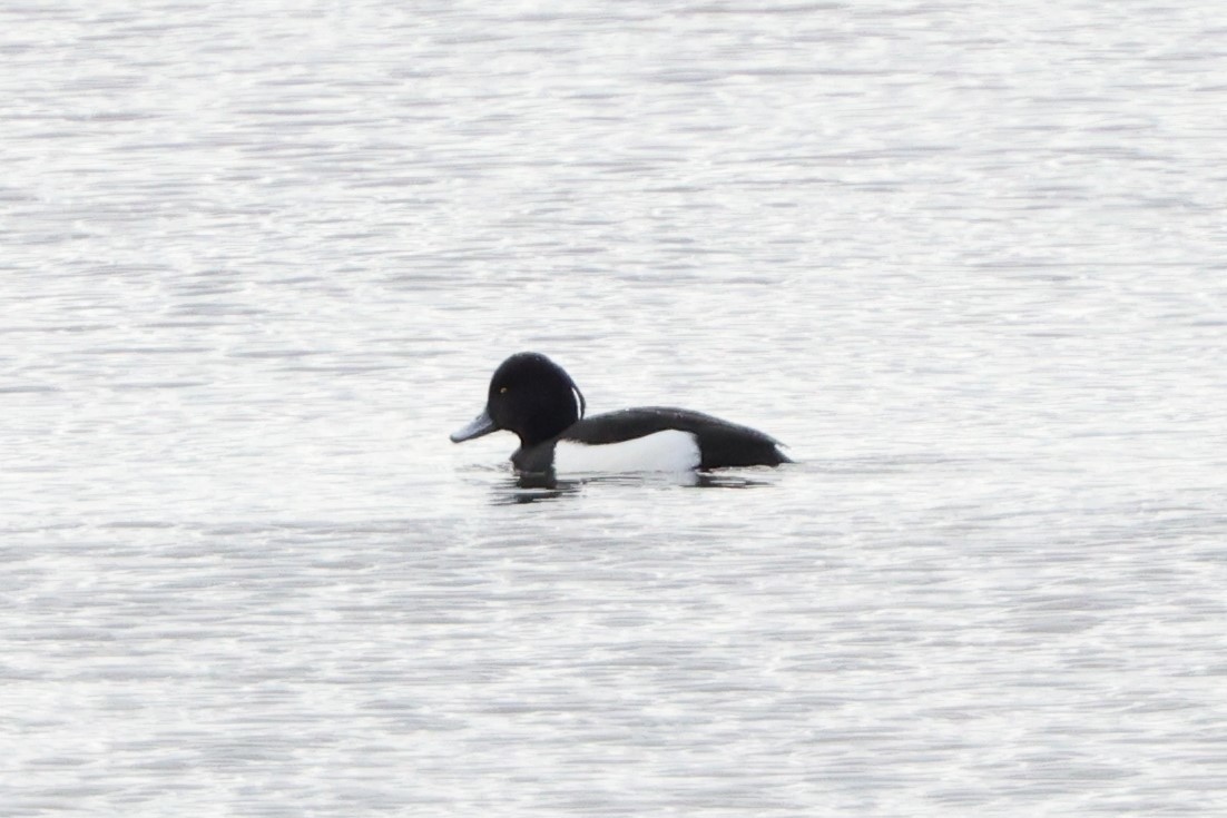 Tufted Duck - ML614485519