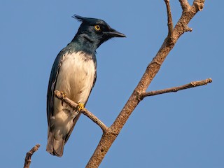  - Black-and-white Shrike-flycatcher