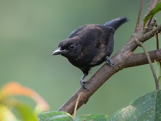  - Lowland Sooty Boubou