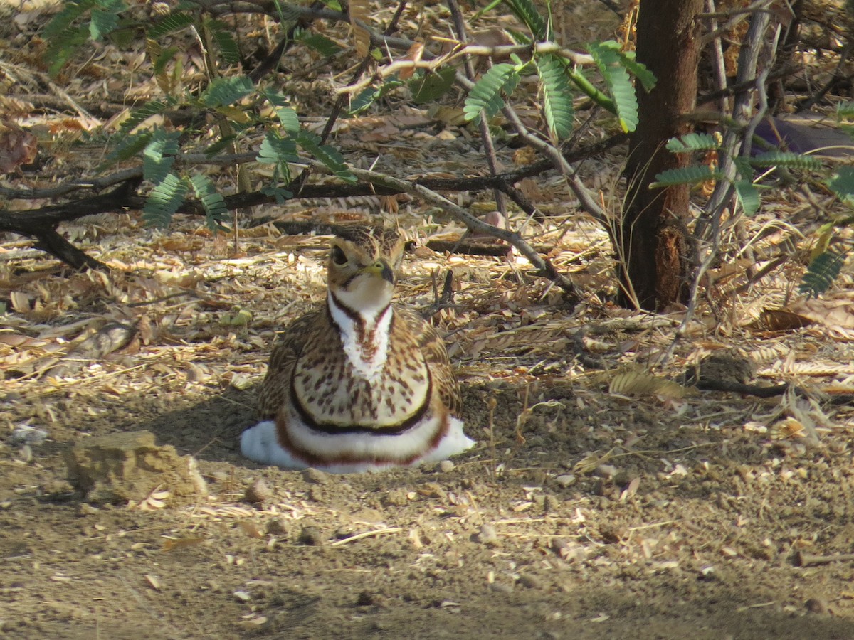 Three-banded Courser - ML614486446