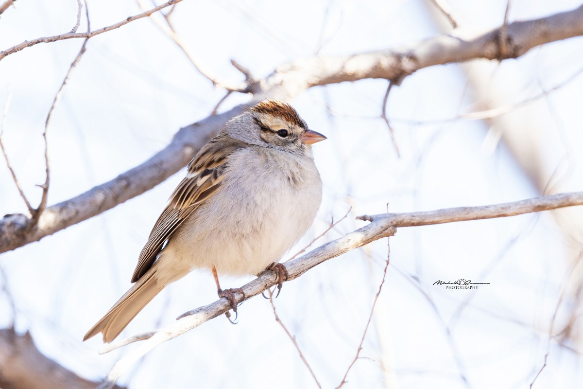 Chipping Sparrow - ML614486797