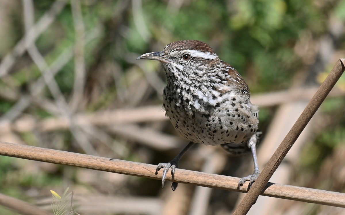 Cactus Wren (affinis Group) - Ryan O'Donnell