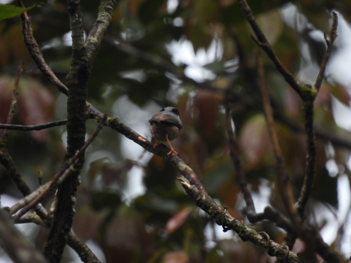 Black-throated Tit (Gray-crowned) - ML614487256