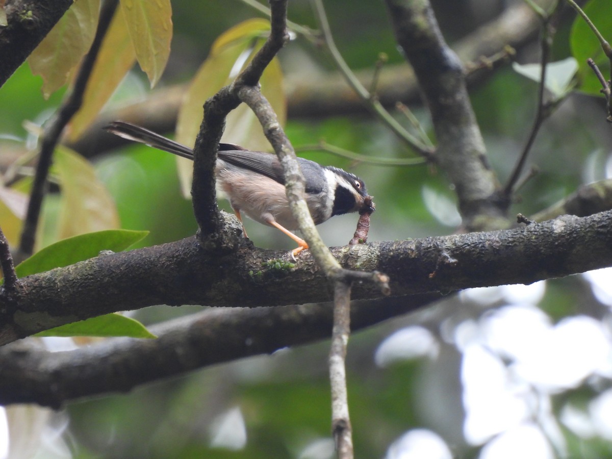 Black-throated Tit (Gray-crowned) - Wieland Feuerabendt