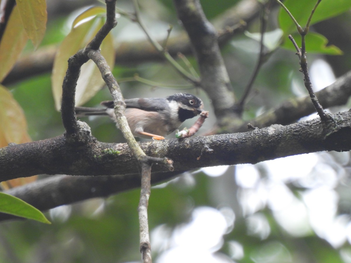 Black-throated Tit (Gray-crowned) - ML614487260