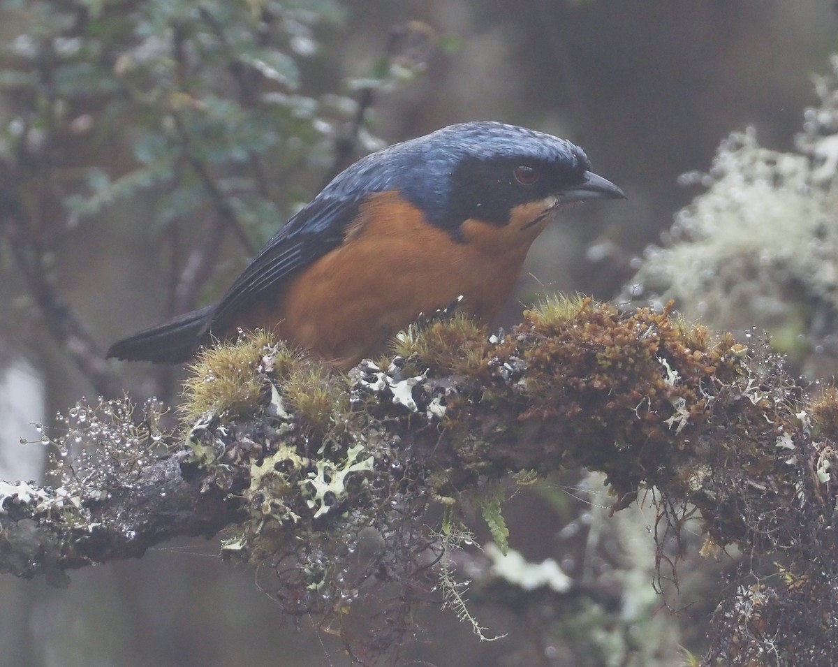 Chestnut-bellied Mountain Tanager - ML614487384