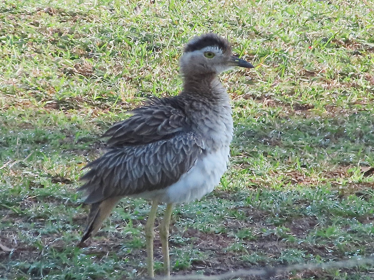 Double-striped Thick-knee - ML614487396