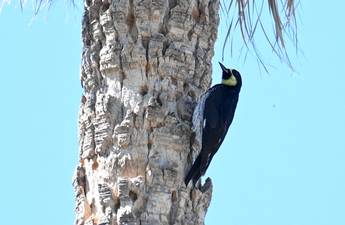 Acorn Woodpecker (Narrow-fronted) - ML614487523